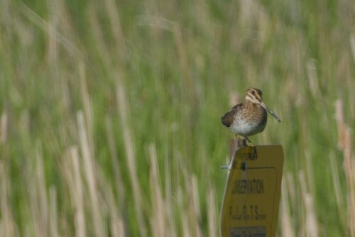Wilson's Snipe