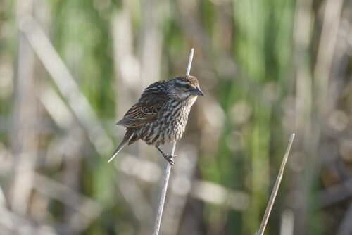 Red-winged Blackbird