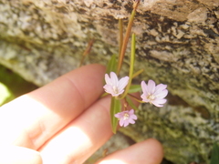 Epilobium glaberrimum