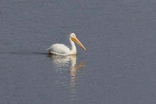 American White Pelican