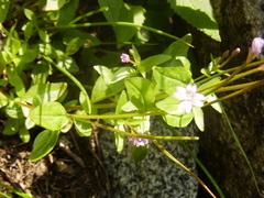 Epilobium glaberrimum