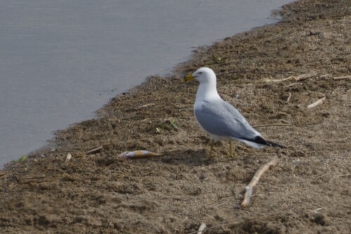 Ring-billed Gull