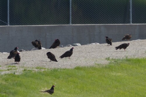 Turkey Vulture