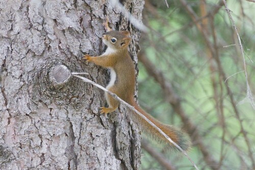 American Red Squirrel