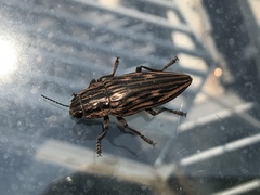 Chalcophora japonica