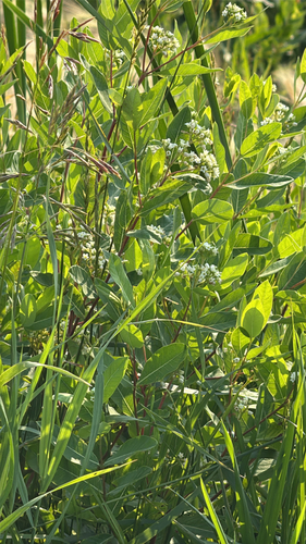 hemp dogbane