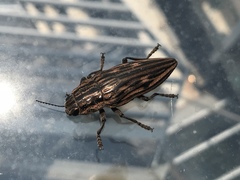 Chalcophora japonica