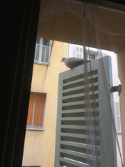 Streptopelia decaocto