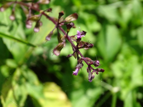 Ocimum carnosum, photograph 3