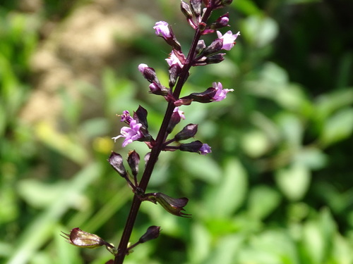 Ocimum carnosum, photograph 6