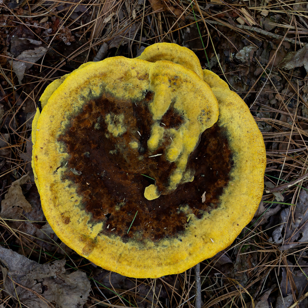 Phaeolus hispidoides · July 2026 · photo: Photo: (c) crgillette, some rights reserved (CC BY) · iNaturalist
