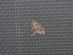 Metaemene atrigutta maculata