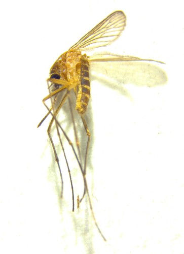 Southern House Mosquito