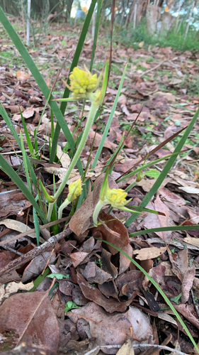Conostylis aculeata (Conostylis aculeata)