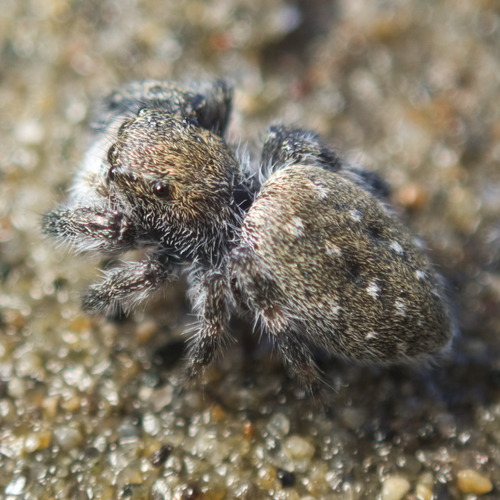 Intertidal Jumping Spider photo 5