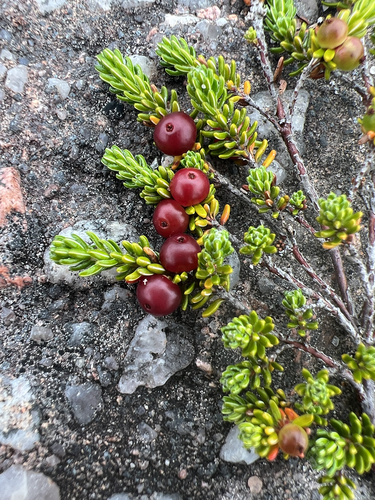 Empetrum eamesii, photograph 2