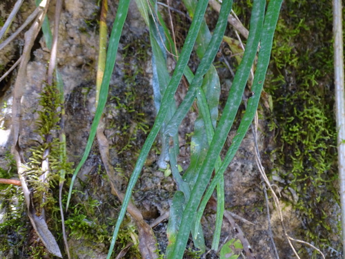 Campyloneurum angustifolium, photograph 5
