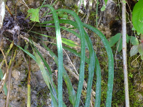 Campyloneurum angustifolium, photograph 4