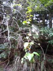 Schisandra arisanensis