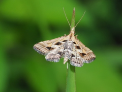 Diasemia