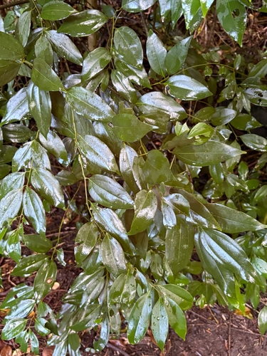 Cinnamomum burmanni observed 2026-07-22