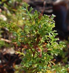 Dodonaea humilis