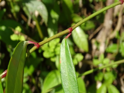 Euphorbia lancifolia, photograph 2