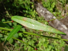 (c) Alexis López Hernández, some rights reserved (CC BY) Euphorbia lancifolia, photograph (c) Alexis López Hernández, some rights reserved (CC BY)