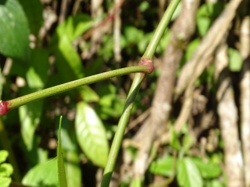 Euphorbia lancifolia, photograph 3