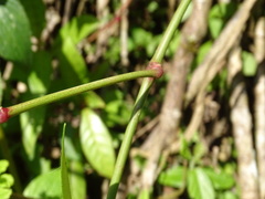 (c) Alexis López Hernández, some rights reserved (CC BY) Euphorbia lancifolia, photograph (c) Alexis López Hernández, some rights reserved (CC BY)