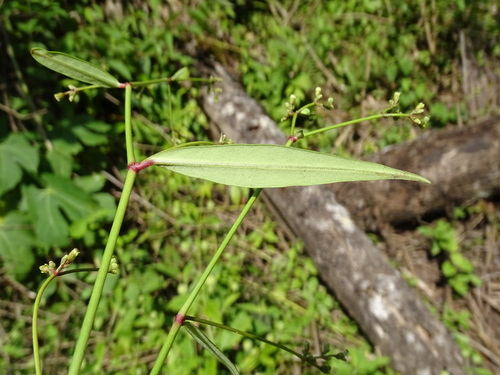 Euphorbia lancifolia, photograph 4