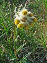 Tephroseris yukonensis