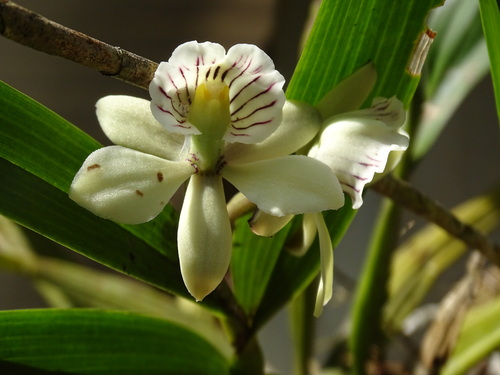 Prosthechea radiata, photograph 2