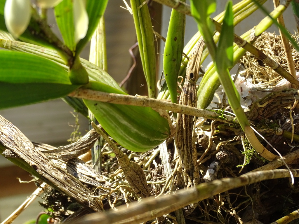 Prosthechea radiata; photograph (c) Alexis López Hernández, some rights reserved (CC BY)