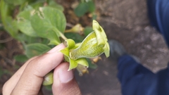 Paliavana prasinata