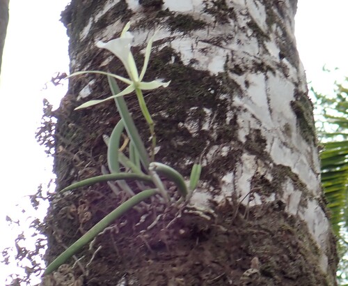 Brassavola nodosa, photograph 2