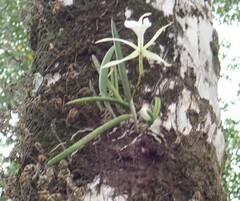 Brassavola nodosa, photograph author not stated, no rights reserved