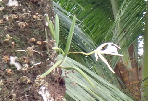 Brassavola nodosa, photograph 4