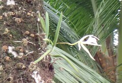 Brassavola nodosa, photograph author not stated, no rights reserved