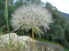 Tragopogon porrifolius
