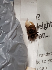 Bolbocerosoma confusum