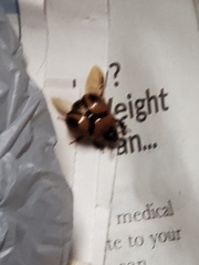 Bolbocerosoma confusum