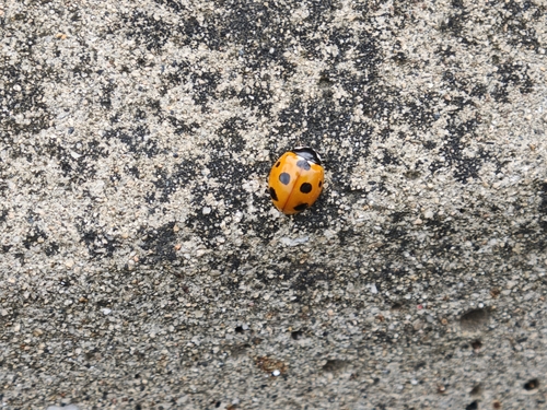 Seven-spotted Lady Beetle