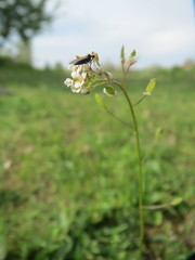 Draba muralis
