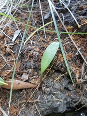 Lilium pardalinum pardalinum