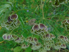 Leiotulus aureus