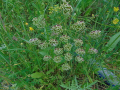Leiotulus aureus