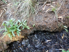 Lilium pardalinum pardalinum