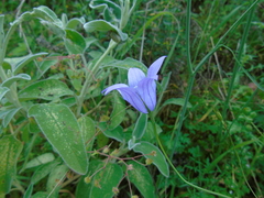 Campanula spatulata