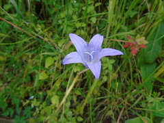 Campanula spatulata